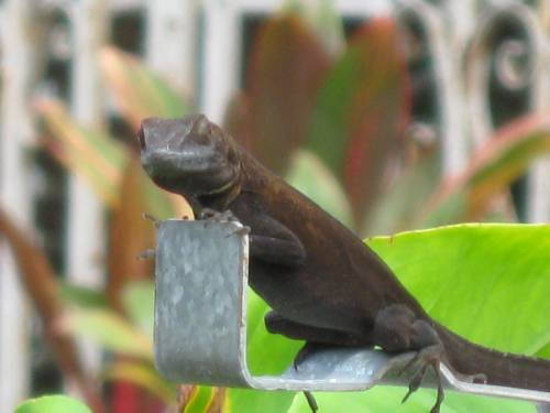 Crested Anole: Postmaster general