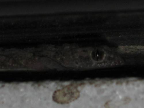 Eye Of The Gecko in the Dark