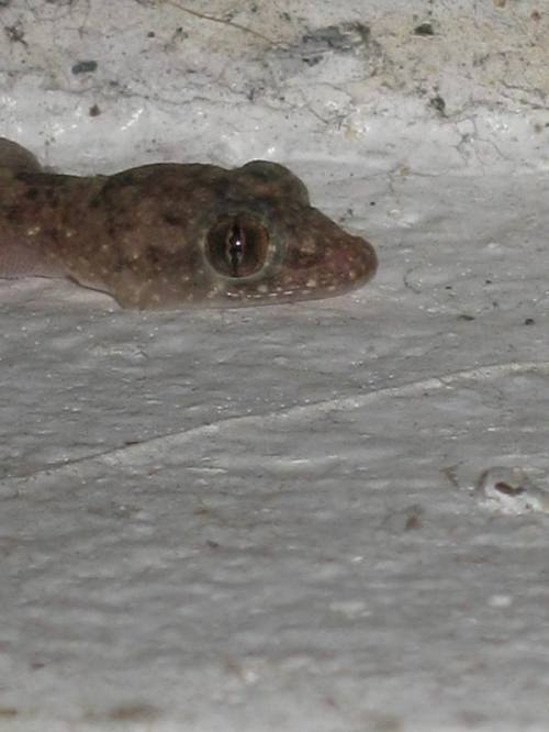 Eye of the gecko